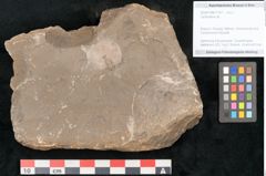 Foto (Objekt + Etikett) von Cyclocarpus sp.  (NHMW-GEO-2024-0188-11157)